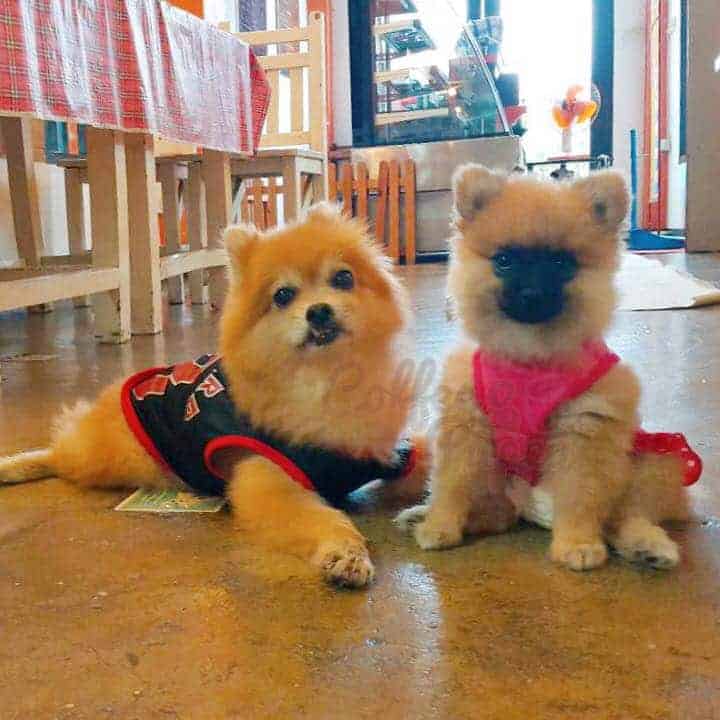"Coffee & Puppy" Photo gallery