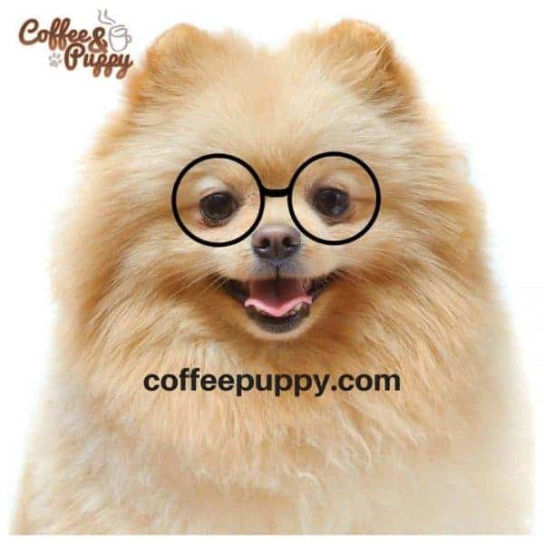 Coffee Puppy