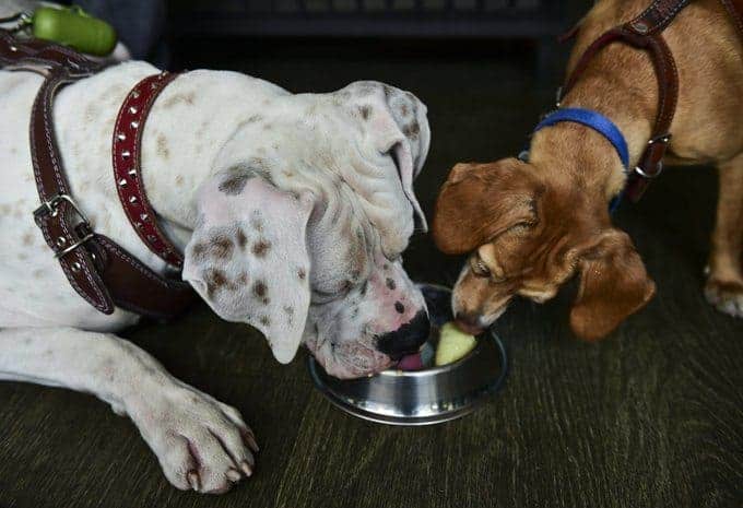 Dogs 101: Food And Nutrition
