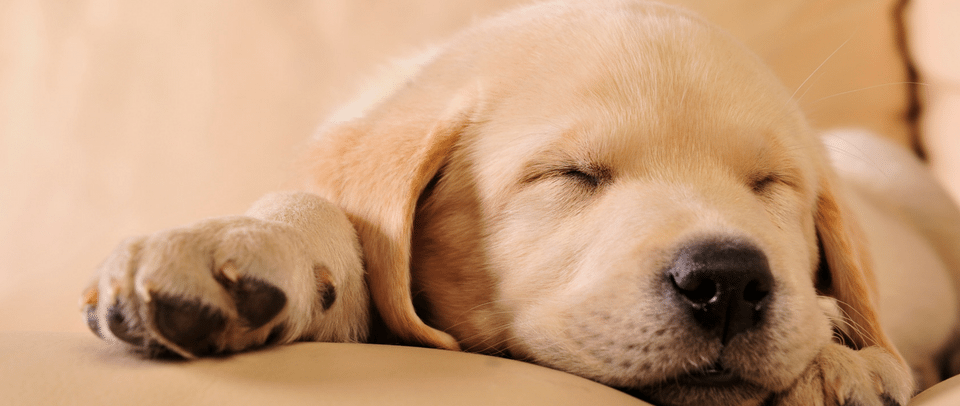 Puppy Food Guideline