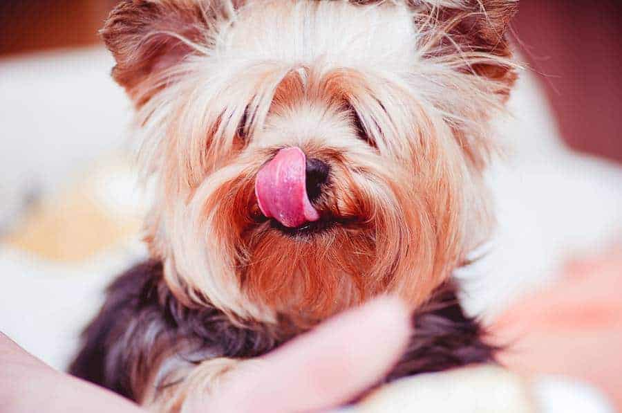 The Number One Question You Must Ask for Dog Nutrition