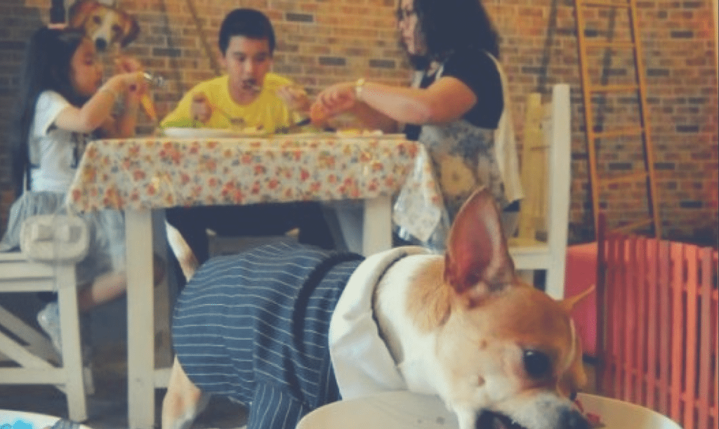 "Coffee & Puppy" In "The Nation (Thailand)"