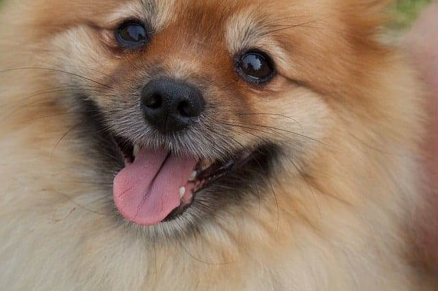 Cooking for Dogs Strategies Exploited