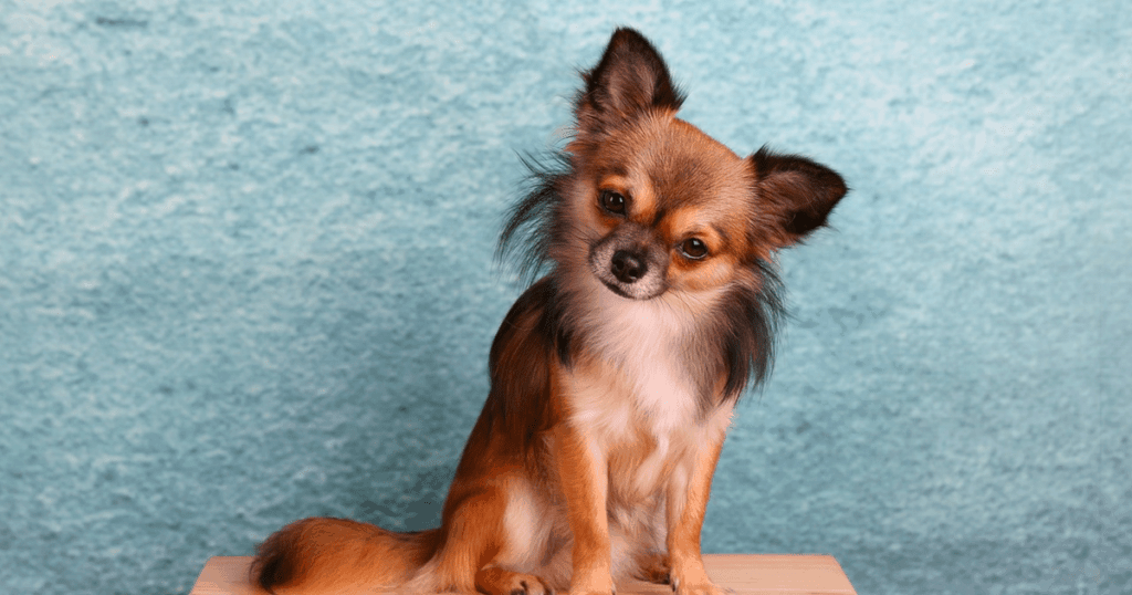 The Absolute Best Plan to Use for Dog Nutrition Balance Revealed 5 The Absolute Best Plan to Use for Dog Nutrition Balance Revealed
