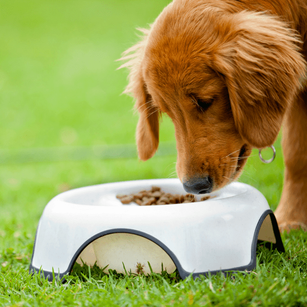 What You Don't Know About Dog Nutrition 4 What You Don't Know About Dog Nutrition