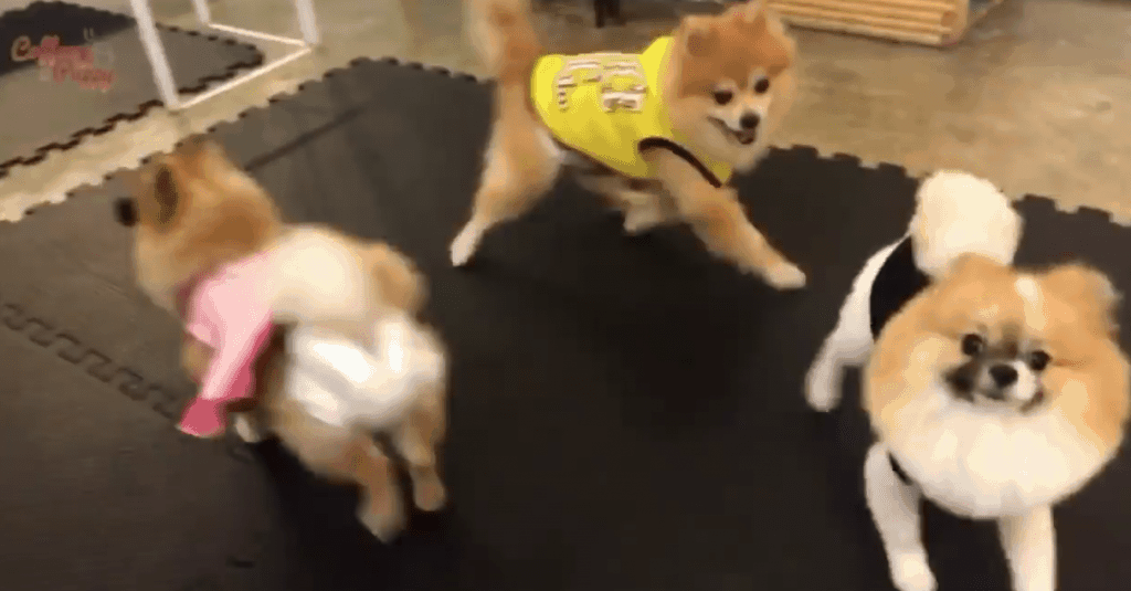 A Day @Coffee Puppy Oct 30, 2017 1 A Day @Coffee Puppy Oct 30, 2017