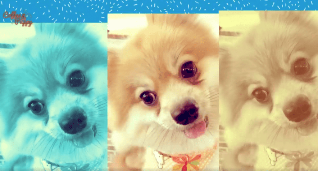 คุงมงคล @CoffeePuppy