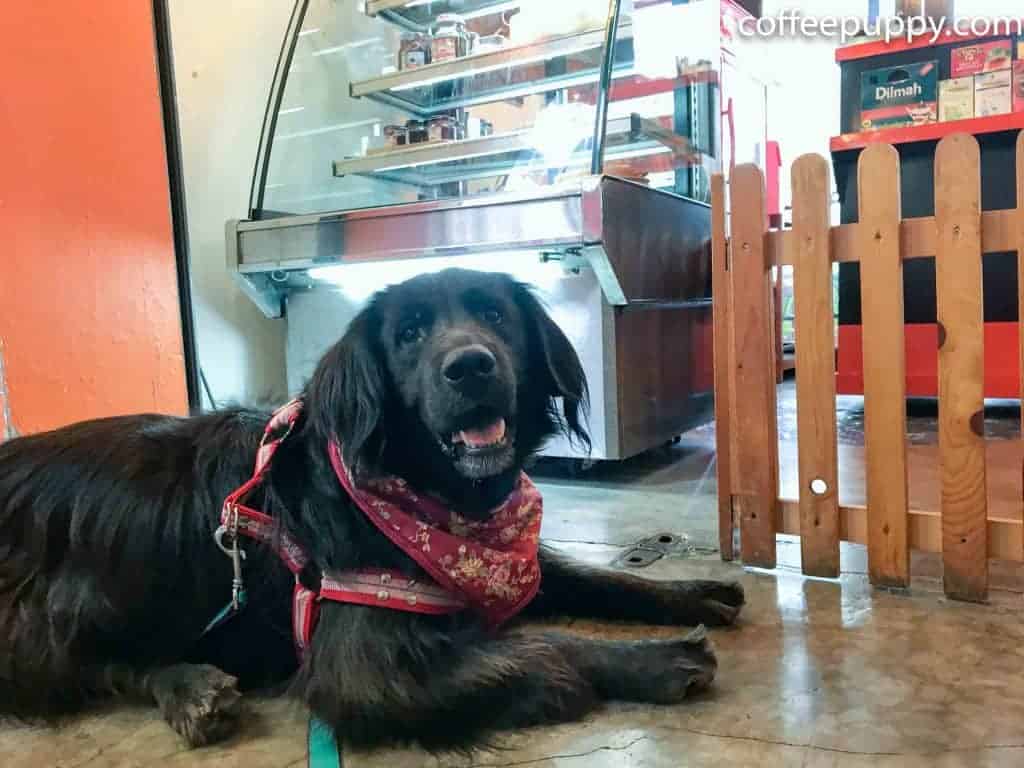 คุงข้าวตู่ จากรายการ เพื่อนตัวเล็ก (ข่าวสด) มาเที่ยวที่ร้าน Coffee & Puppy 5 คุงข้าวตู่ จากรายการ เพื่อนตัวเล็ก (ข่าวสด) มาเที่ยวที่ร้าน Coffee & Puppy