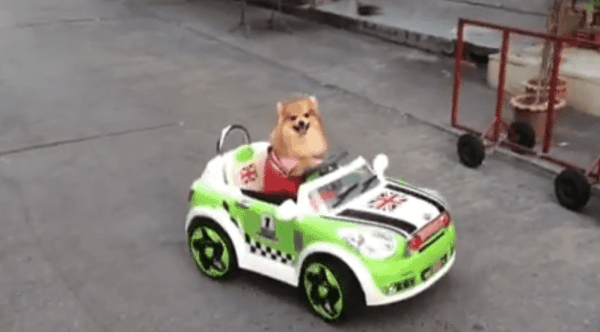 Fast & Furious (Coffee & Puppy Version)