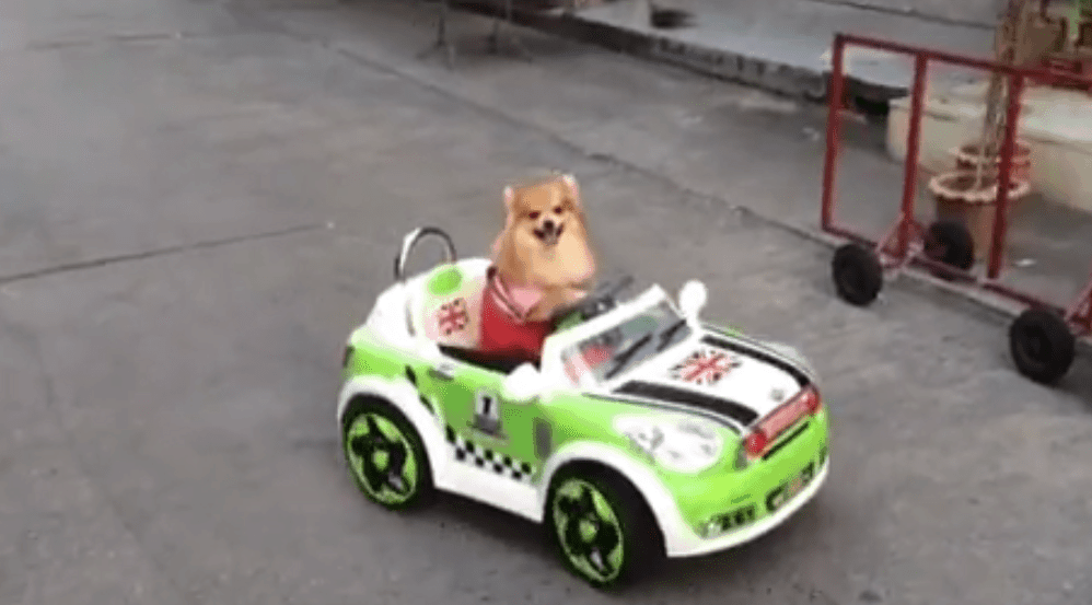 Fast & Furious (Coffee & Puppy Version)