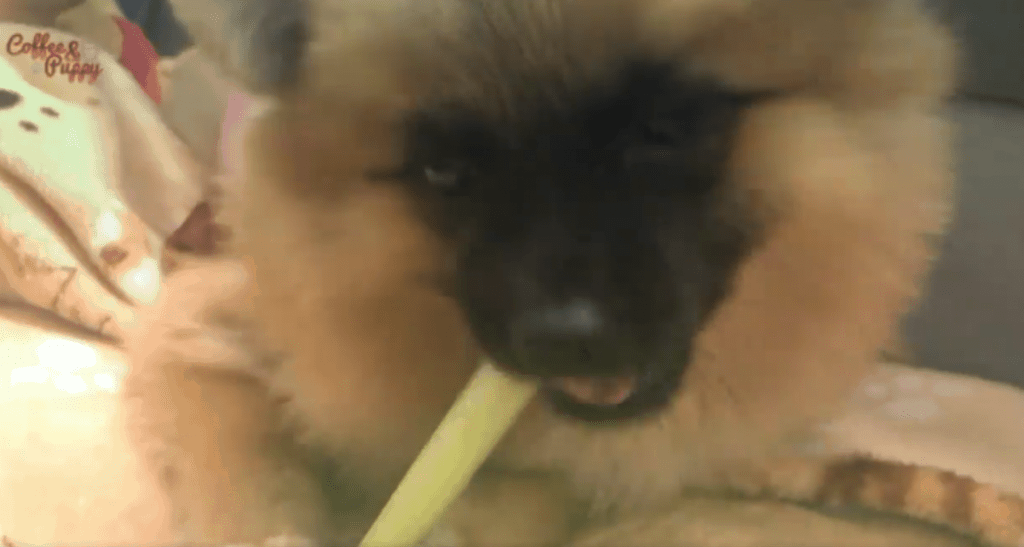 Kong Kong Dong Loves Celery