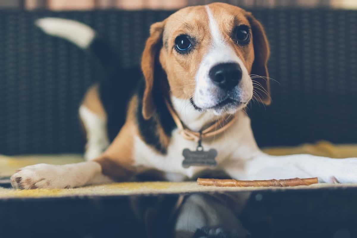 Selecting the Finest Meals in your Canine