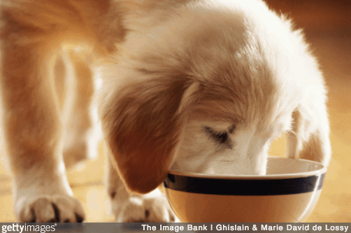 the-pet-meals-guideline