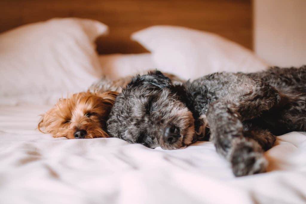 บอร์ด-รับฝากเลี้ยงน้องหมา-น้องแมว-โรงแรมน้องหมา-dog-daycare