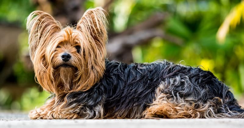the-significance-of-understanding-canine-deal-with-diet