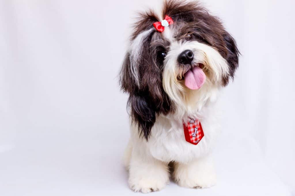 what-to-look-for-when-buying-food-for-toy-and-medium-dog-breeds