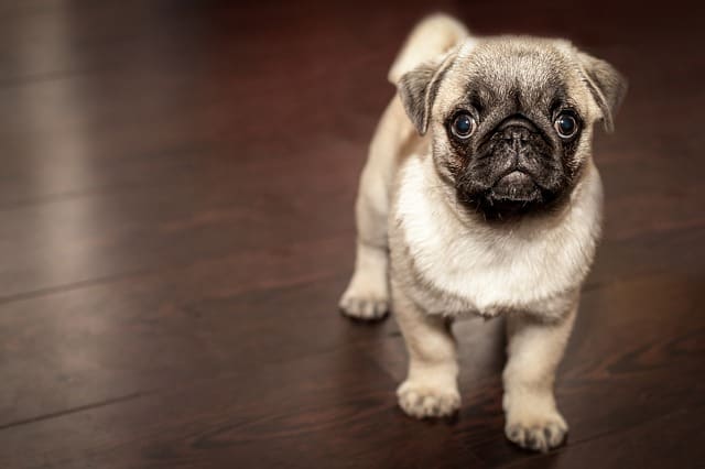 maintain-your-pet-healthy-and-fit-provide-her-the-very-best-pet-food-feasible