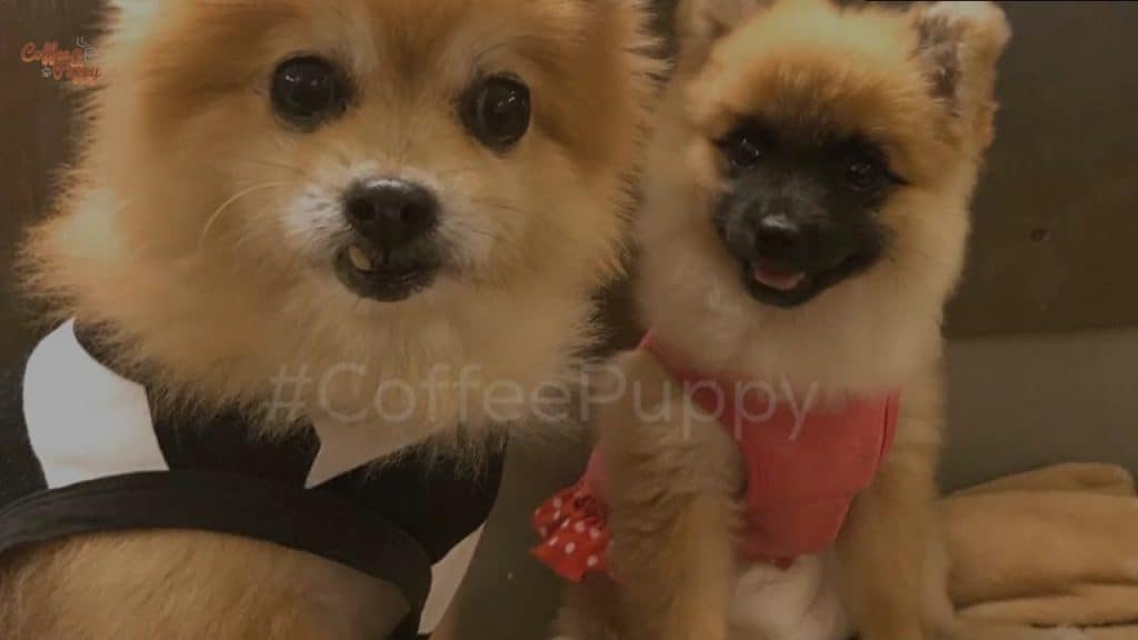 coffee-puppy-reopen
