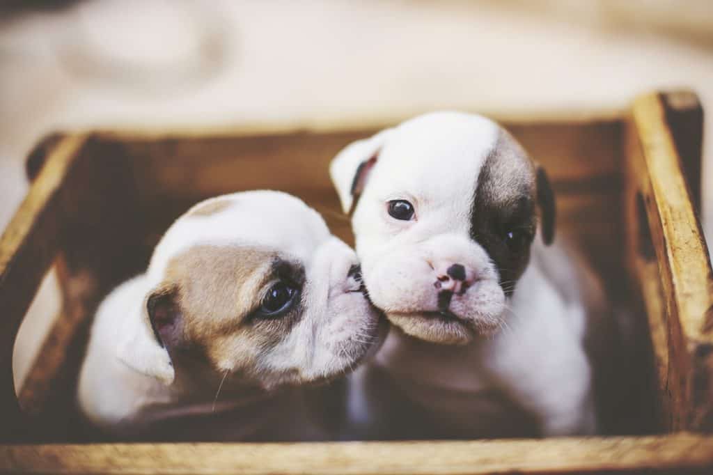 Organic Foods For Your Pet 5 Organic Foods For Your Pet 1