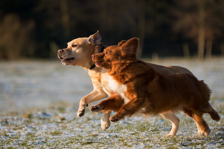 5 Disturbing Facts About Worms in Dogs You Probably Didn’t Know 2 5 Disturbing Facts About Worms in Dogs You Probably Didn’t Know