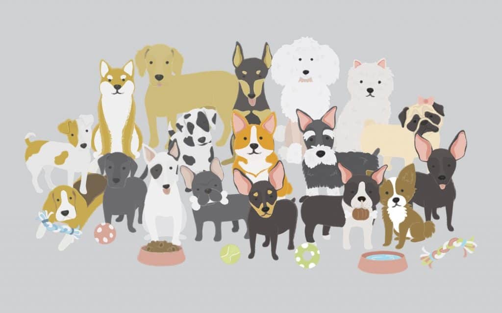 Best Dog Breeds That Will Fit an Indoor Lifestyle 1