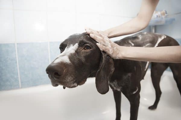 how-to-train-your-dog-to-like-grooming