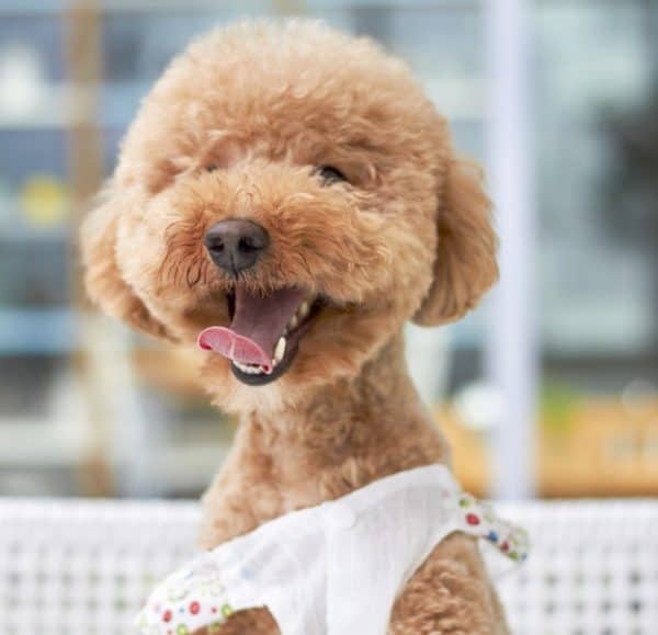 how-to-train-your-dog-to-like-grooming