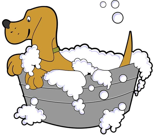 how-to-train-your-dog-to-like-grooming