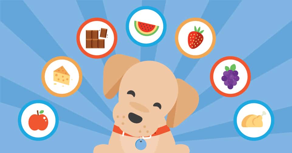 Which foods are safe for your pup to eat