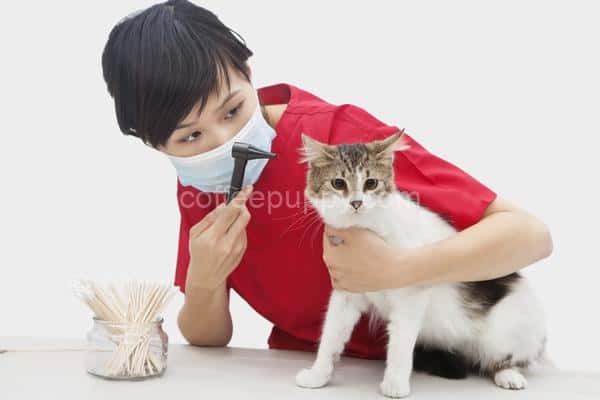 Common Dog And Cat Ear Infections
