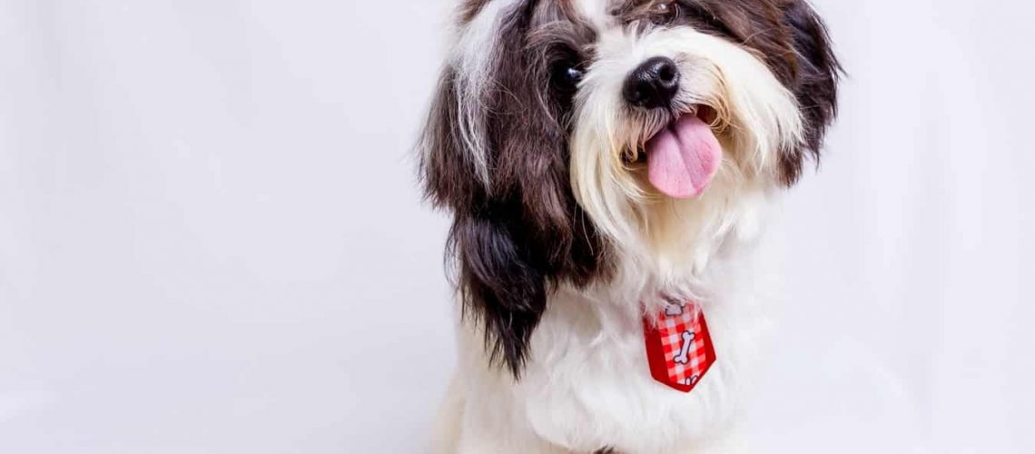 what-to-look-for-when-buying-food-for-toy-and-medium-dog-breeds