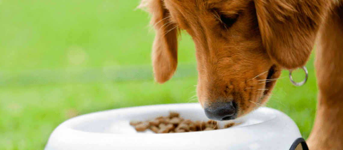 What You Don't Know About Dog Nutrition
