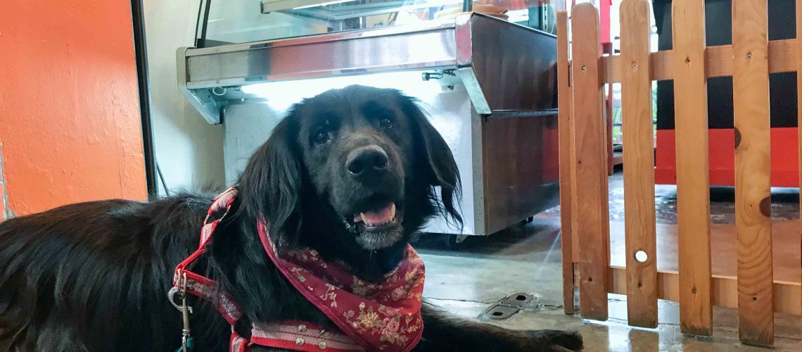 คุงข้าวตู่ จากรายการ เพื่อนตัวเล็ก (ข่าวสด) มาเที่ยวที่ร้าน Coffee & Puppy