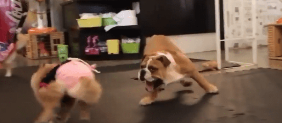 คุงปังเย็น @CoffeePuppy